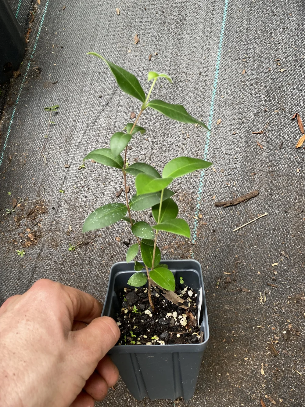 Guabiju (Myrcianthes Pungens) — Real Sweet Farms